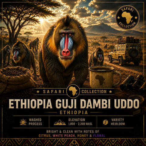 Ethiopia ~ GUJI Dambi Uddo