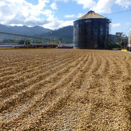 COSTA RICA ~ Jaguar Tarrazu - Honey Process